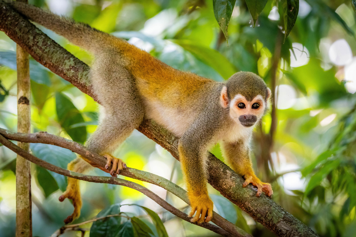 Cute portrait of squirrel monkey in amazon jungle