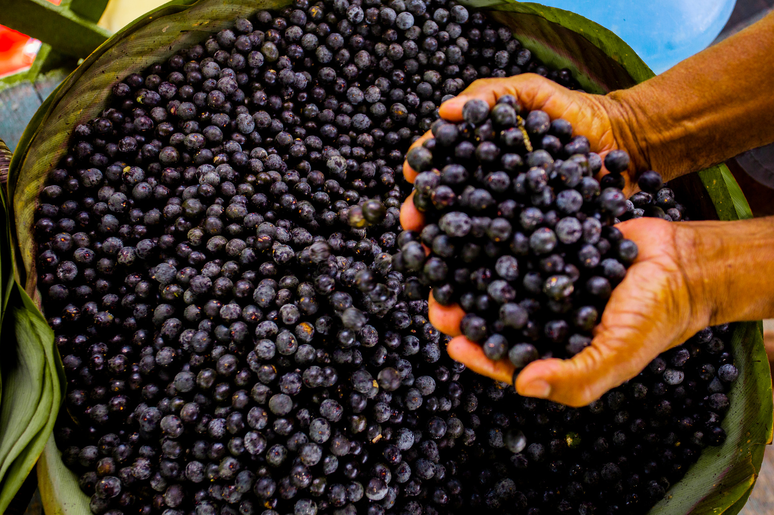 Acai, Amazon Fruit