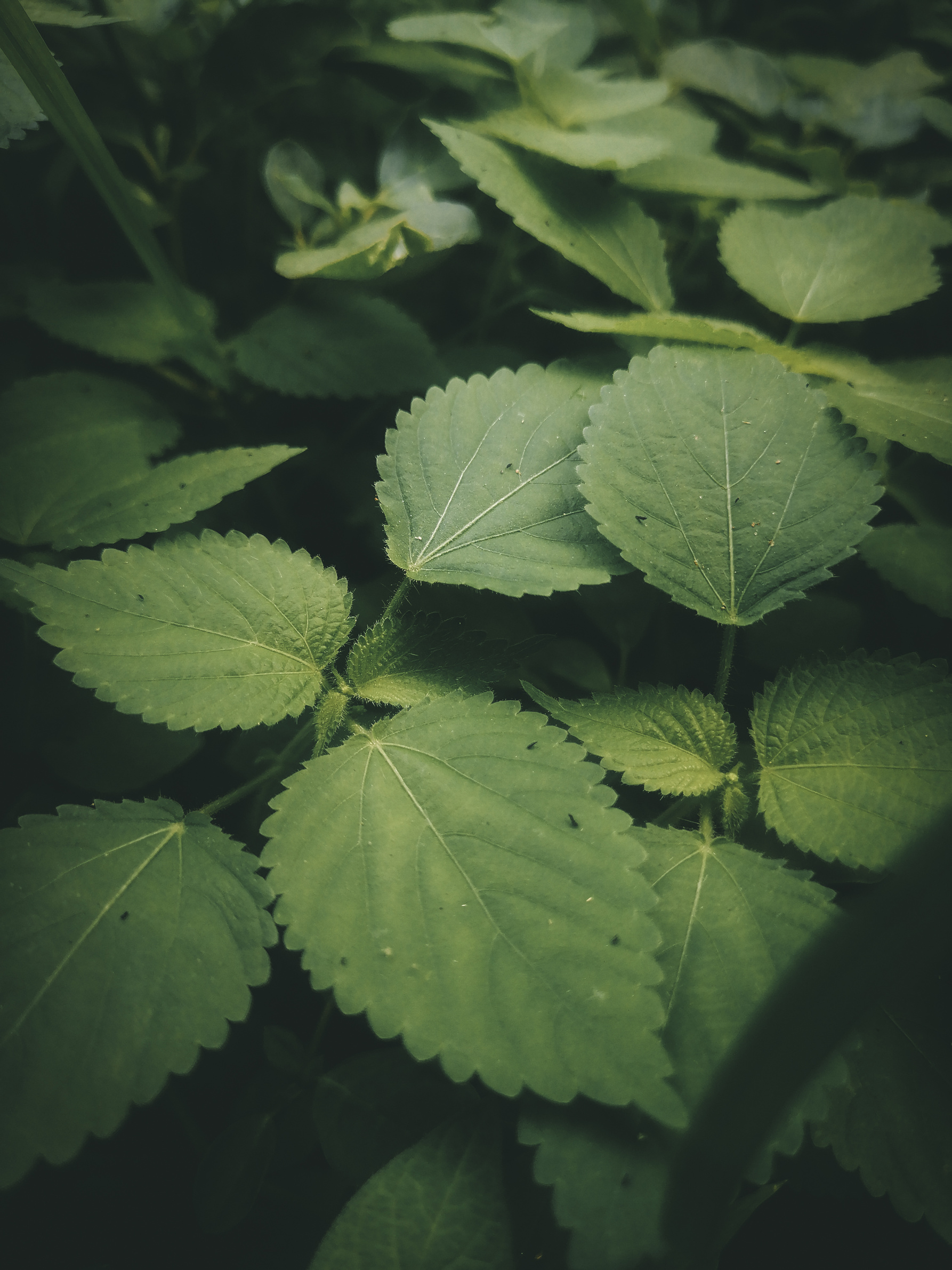 Green stinging nettle growing in nature