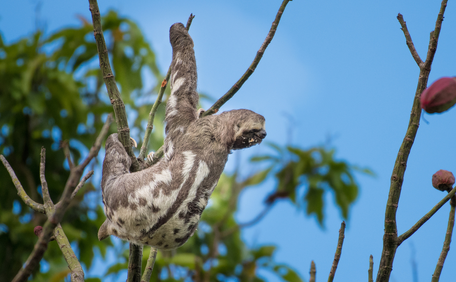 Brown-throated sloth (Bradypus variegatus)