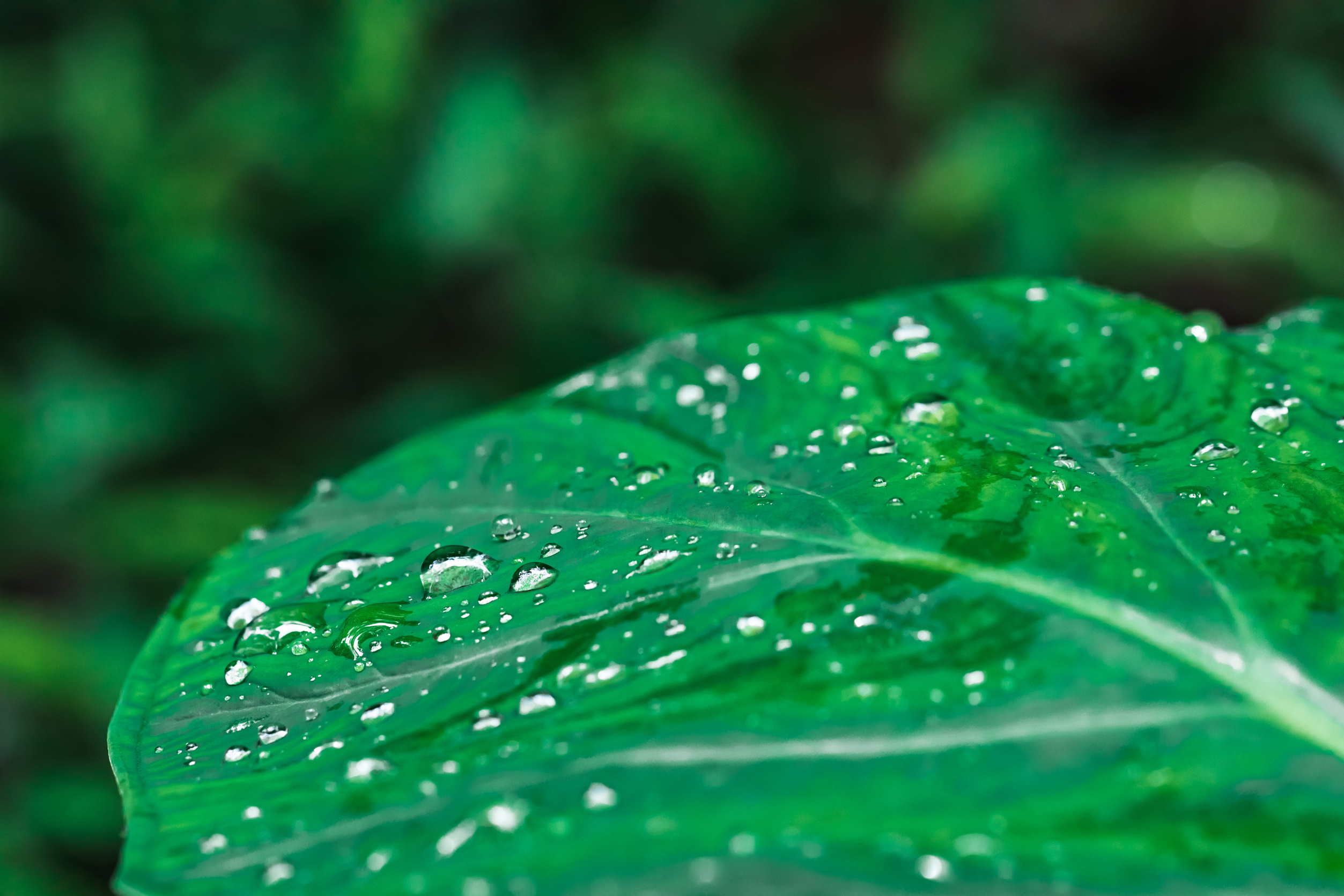 Dewdrops on a Plant Leaf