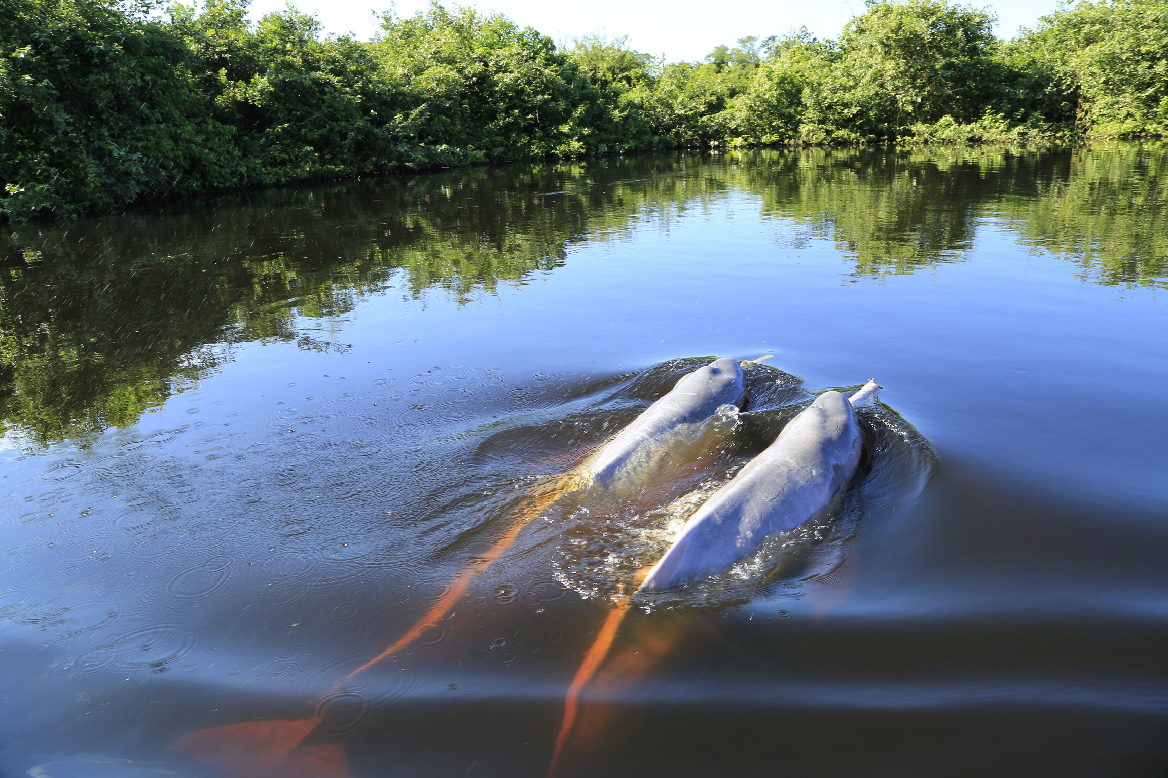 Pink dolphins