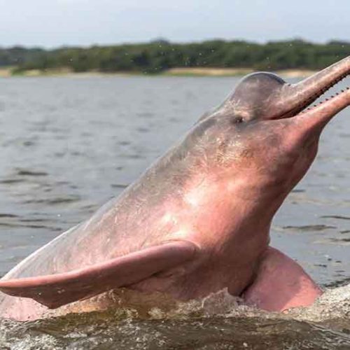 El-delfín-rosado-una-criatura-extraordinaria